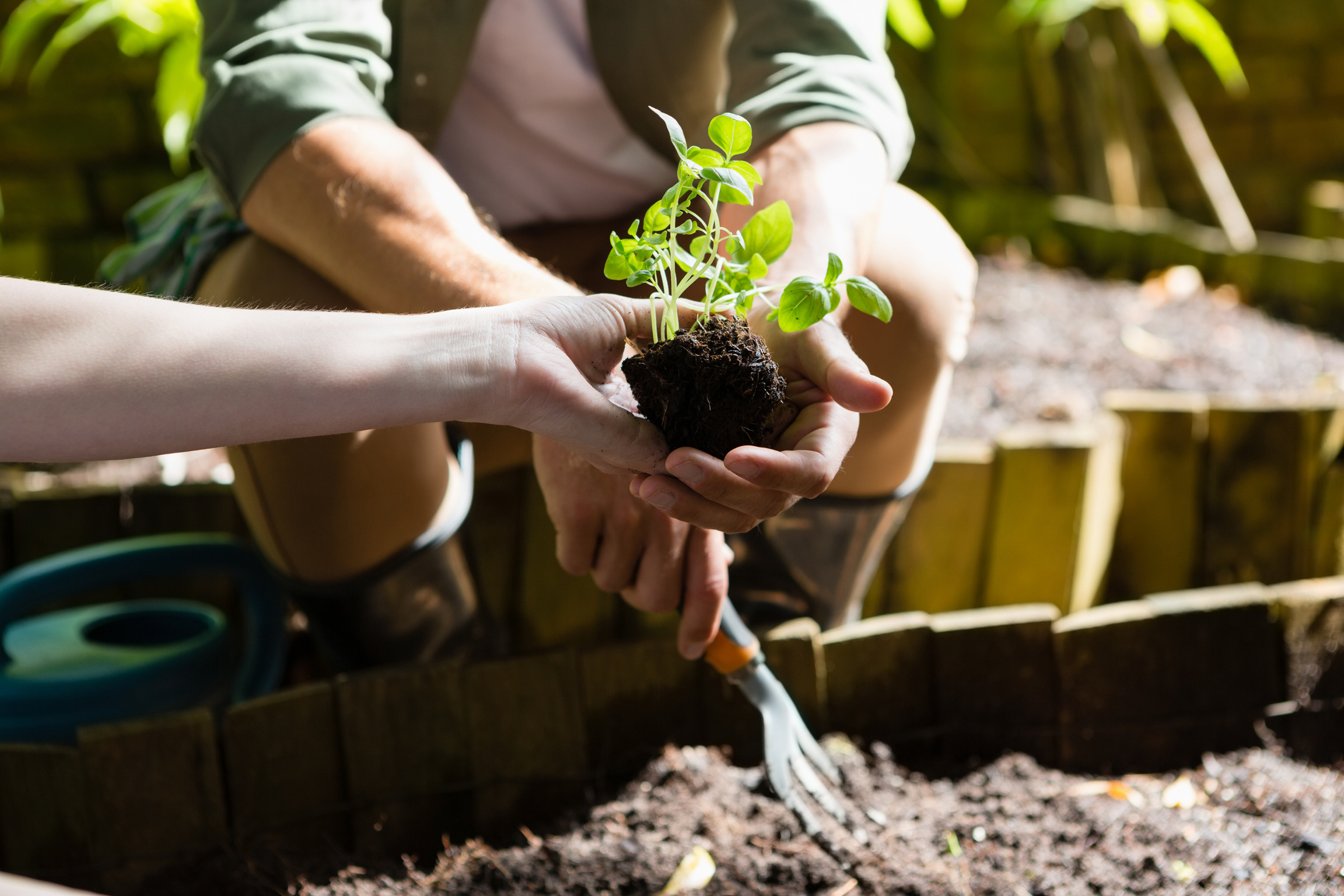 Couple planting young plant into the soil